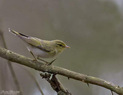 Grnsngare / Wood Warbler