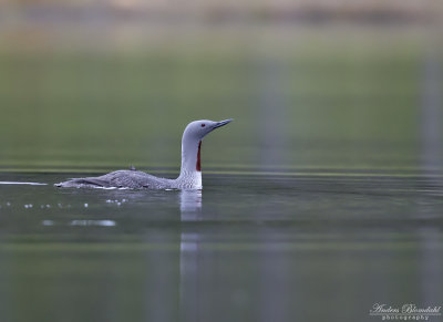 Smlom / Red-throated Diver