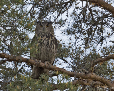 Berguv / Eagle Owl