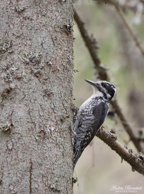 Tretig hackspett ♂