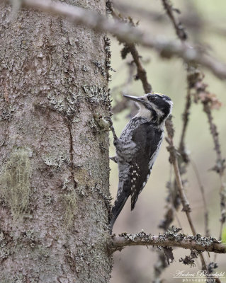 Tretig hackspett ♂