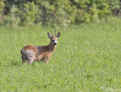 Rdjur / Roe Deer