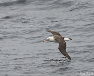 Laysanalbatross / Laysan Albatross
