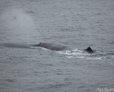 Kaskelott / Sperm Whale