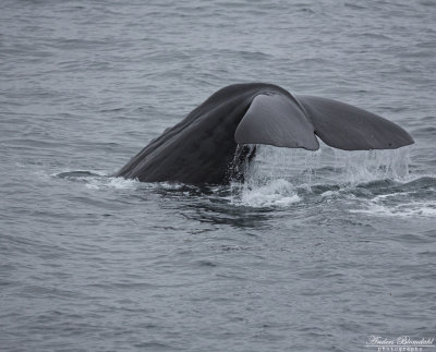 Kaskelott / Sperm Whale