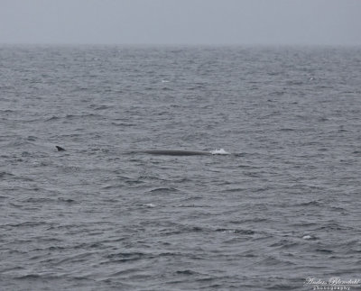 Sillval / Fin Whale