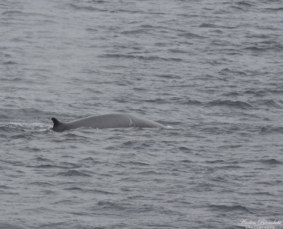 Vikval / Minky Whale