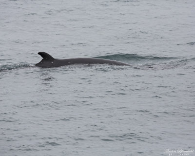 Vikval / Minky Whale