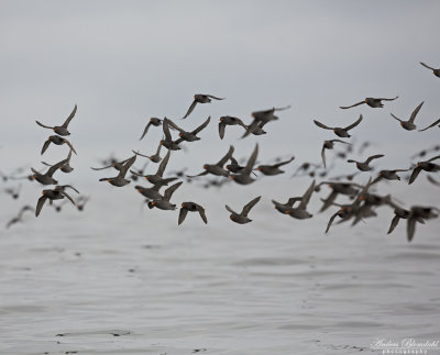 Tofsalka / Crested Auklet