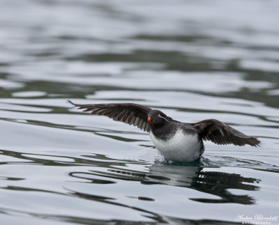 Papegojalka / Parakeet Auklet