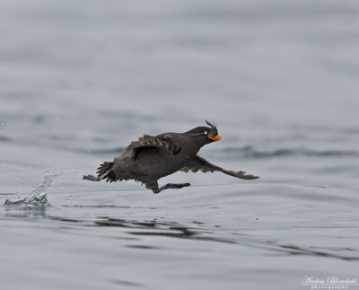 Tofsalka / Crested Auklet