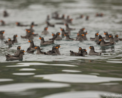 Tofsalka / Crested Auklet
