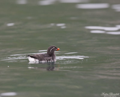 Papegojalka / Parakeet Auklet