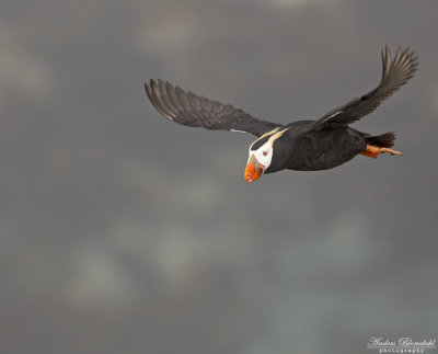 Tofslunne / Tufted Puffin