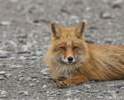 Rödräv / Red Fox