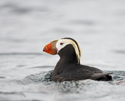 Tofslunne / Tufted Puffin