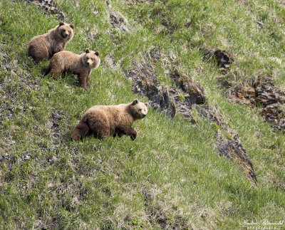 Brunbjörn / Brown Bear