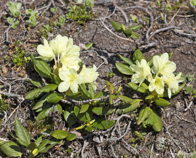 Rhododendron