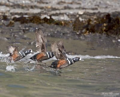 Strömand / Harlequin Duck