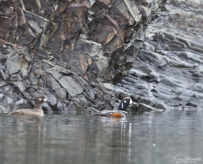 Strömand / Harlequin Duck