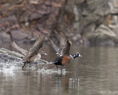 Strömand / Harlequin Duck