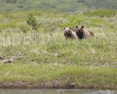 Brunbjörn / Brown Bear