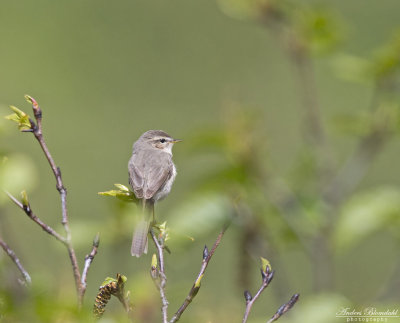 Brunsångare / Dusky Warbler