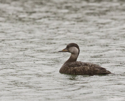 Amerikansk sjöorre / Black Scoter