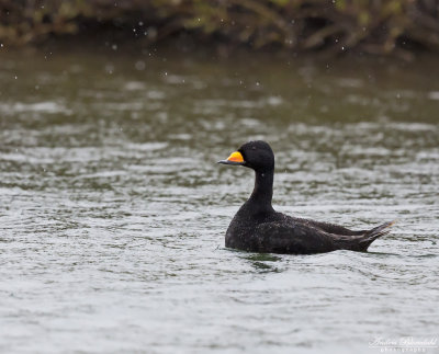 Amerikansk sjöorre / Black Scoter
