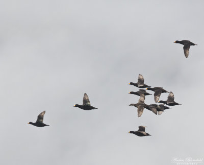 Amerikansk sjöorre / Black Scoter