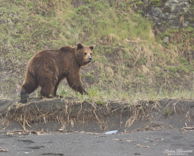Brunbjörn / Brown Bear