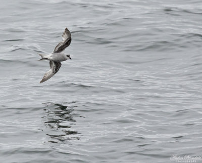 Grå stormsvala / Fork-tailed Storm-Petrel
