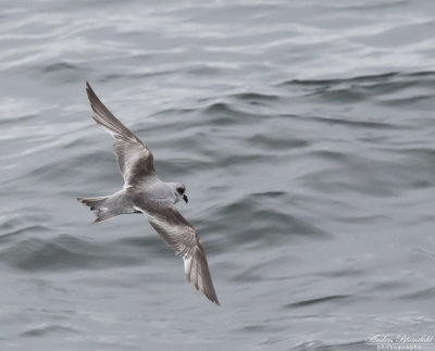 Grå stormsvala / Fork-tailed Storm-Petrel