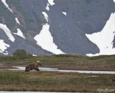 Brunbjörn på blöt tundra / Brown Bear on wet tundra