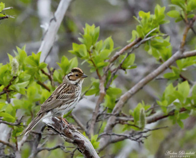 Dvärgsparv / Little Bunting