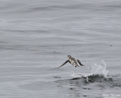 Brunalka / Kittlitz's Murrelet