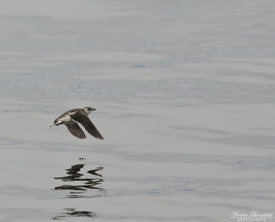 Brunalka / Kittlitz's Murrelet