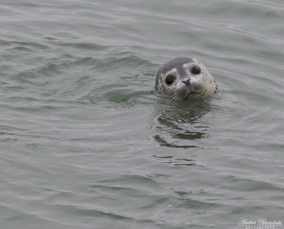 Largasäl / Larga Seal