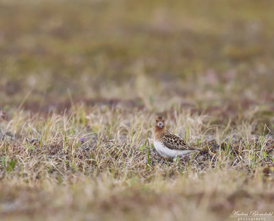 Skedsnäppa / Spoon-billed Sandpiper