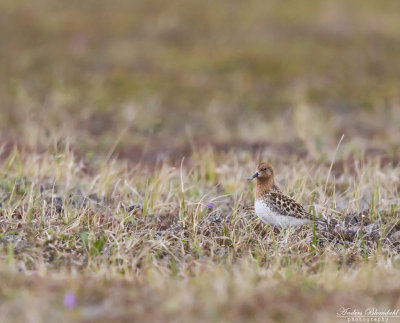 Skedsnäppa / Spoon-billed Sandpiper