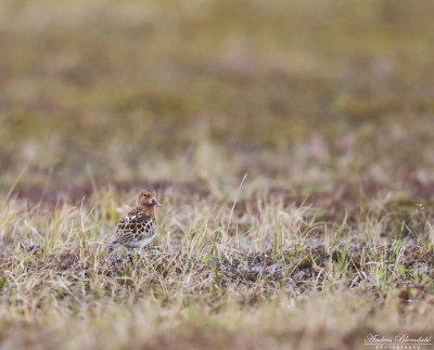 Skedsnäppa / Spoon-billed Sandpiper