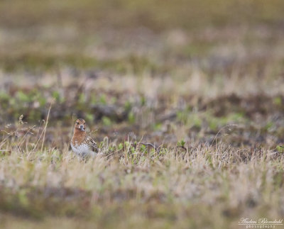 Skedsnäppa / Spoon-billed Sandpiper