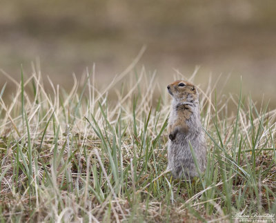 Arktisk jordekorre / Arctic Ground-Squirrel