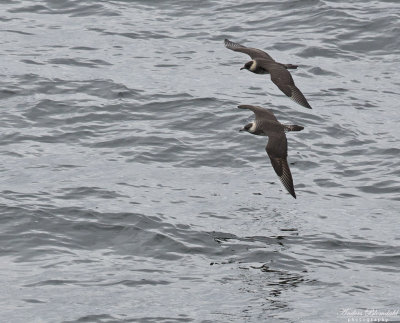 Bredstjärtad labb / Pomarine Skua