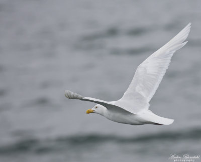 Vittrut / Glaucous Gull (ssp pallidissimus)