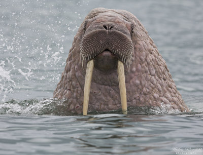 Valross / Walrus