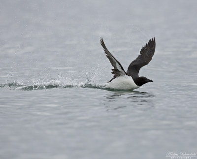 Spetsbergsgrissla / Brünnich's Guillemot