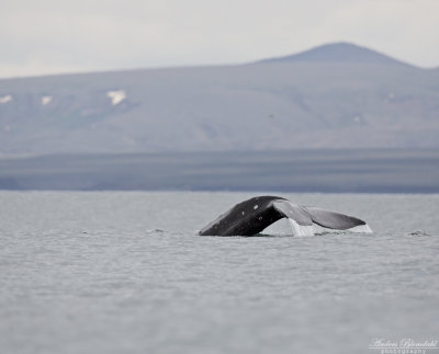 Gråval / Grey Whale