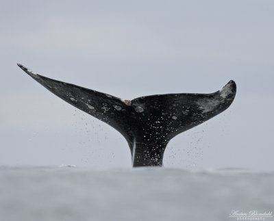 Gråval / Grey Whale