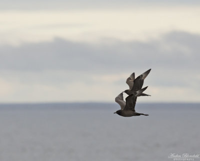Bredstjärtad labb / Pomarine Skua